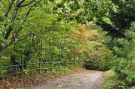 秋季,山径,森林