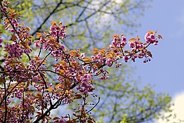杏仁,鮮花,粉紅色