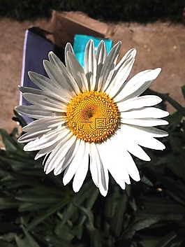 自然,花,開花