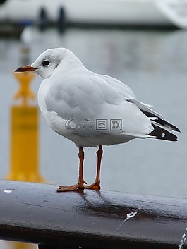 海鷗,鳥(niǎo),動(dòng)物