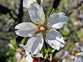 花,杏仁树,杏仁花