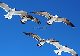 鳥,野生動物,海鷗