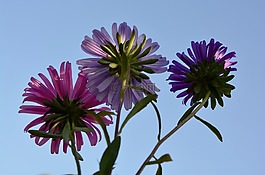 鮮花,雛菊,天空