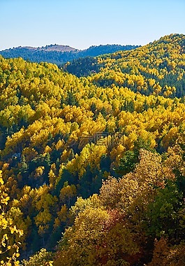 山,樹,秋