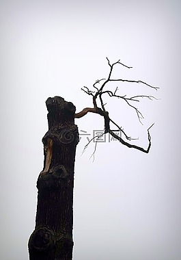 樹,死,老