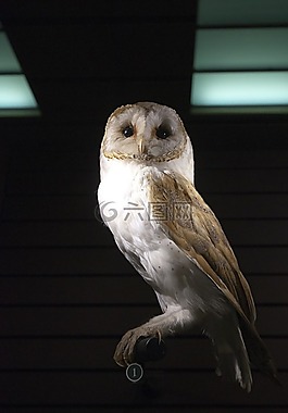 貓頭鷹谷倉,猛禽,鳥