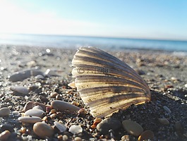外殼,海灘,海