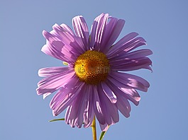 花,花瓣,紫