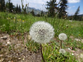 蒲公英,山,草甸