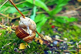 蝸牛,軟體動物,科