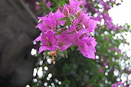 花,大自然,廠
