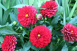 大麗花,花園,鮮花