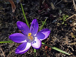 藏紅花,春天的花,紫