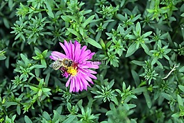 花,花園,性質(zhì)