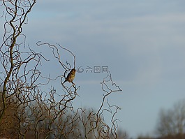 鳥(niǎo),性質(zhì),上午