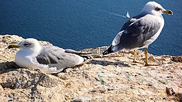 卡尔,mövenfelsen,西班牙