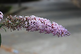 性質,粉紅色的花,土耳其