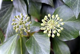 常春藤,植物,性質(zhì)
