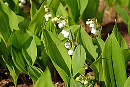鈴蘭,鮮花,convallaria majalis