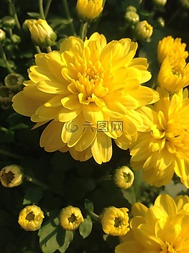 菊花,菊花節,鮮花