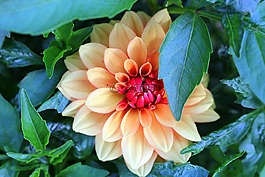 大麗花,花,花園