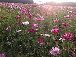 宇宙,宇宙領域,鮮花