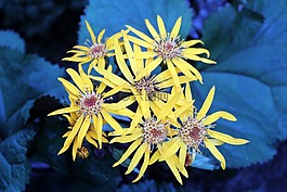 鮮花,花園,黃色