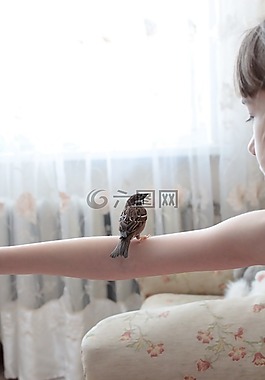 麻雀,鳥,首頁
