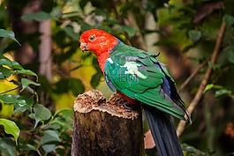 鳥,鸚鵡,動(dòng)物園