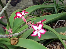 非洲,花,植物區(qū)系
