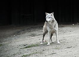 狼,動(dòng)物,動(dòng)物園