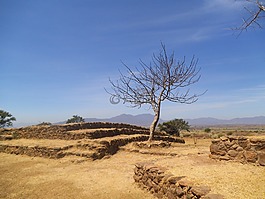 樹,分支機(jī)構(gòu),樹枝