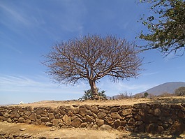 樹,分支機(jī)構(gòu),樹皮