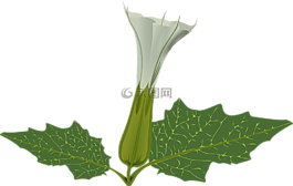 花,植物,白