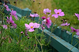 宇宙,宇宙 bipinnatus,花園