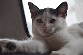 動物,貓,頭發(fā)