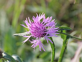 knapweed,矢车菊,复合材料