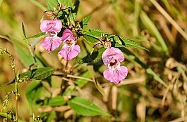 香脂,花,鮮花