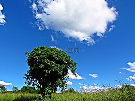 景觀,天空,春