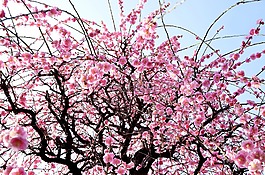 冬季,鲜花,梅花
