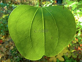 葉,顏色,綠色