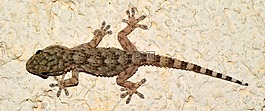 壁虎,tarentola mauritanica,爬行動物