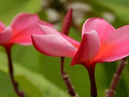 姜黄色百合花,热带,开花