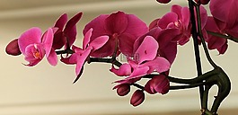 蘭花,花,開花