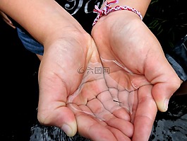 手,蝌蚪,魚