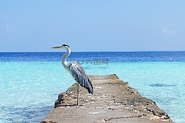 鷺,海,自然