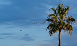 棕櫚,飛機(jī),旅行