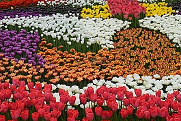 鮮花,顏色,鮮艷的色彩