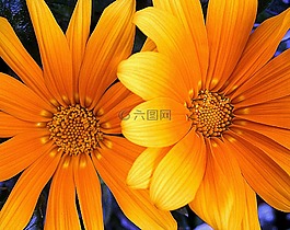 橙,黃色,花