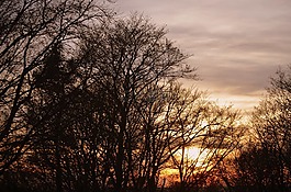 樹,abendstimmung,天空